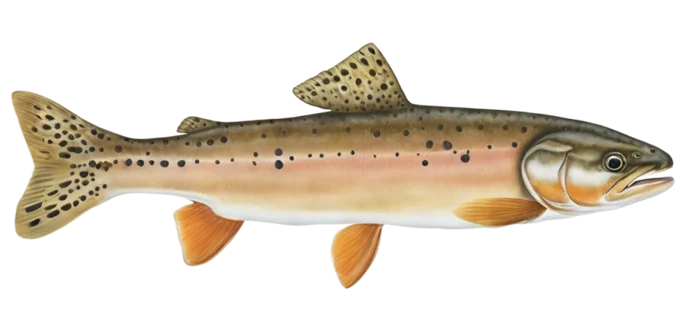 Bonneville Cutthroat Trout