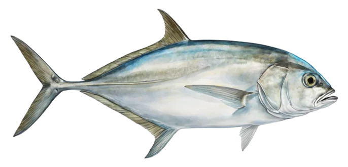 Bigeye Trevally