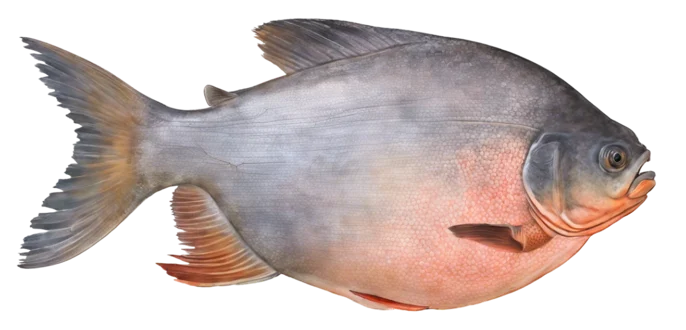 Red-Bellied Pacu