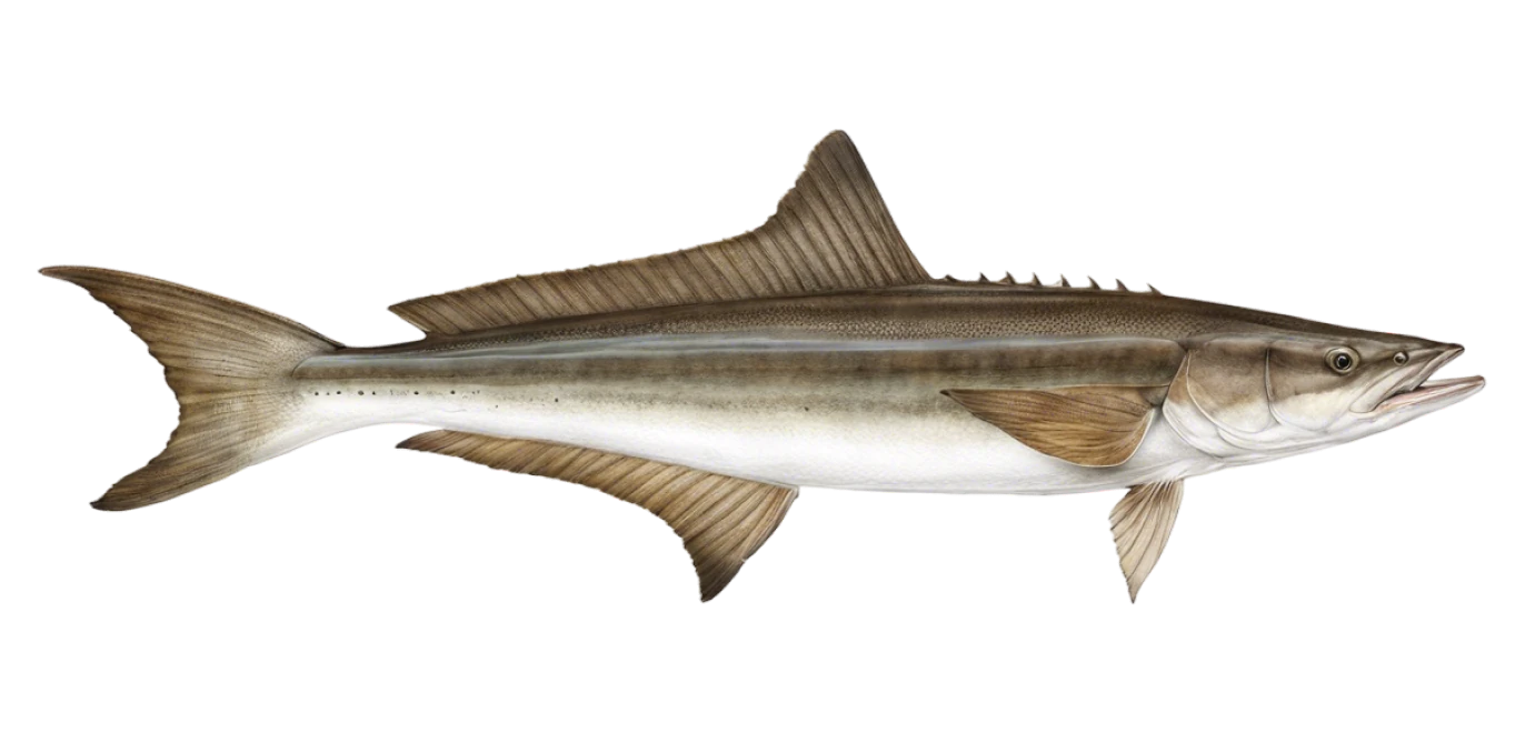 Cobia