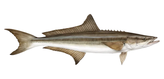 Cobia