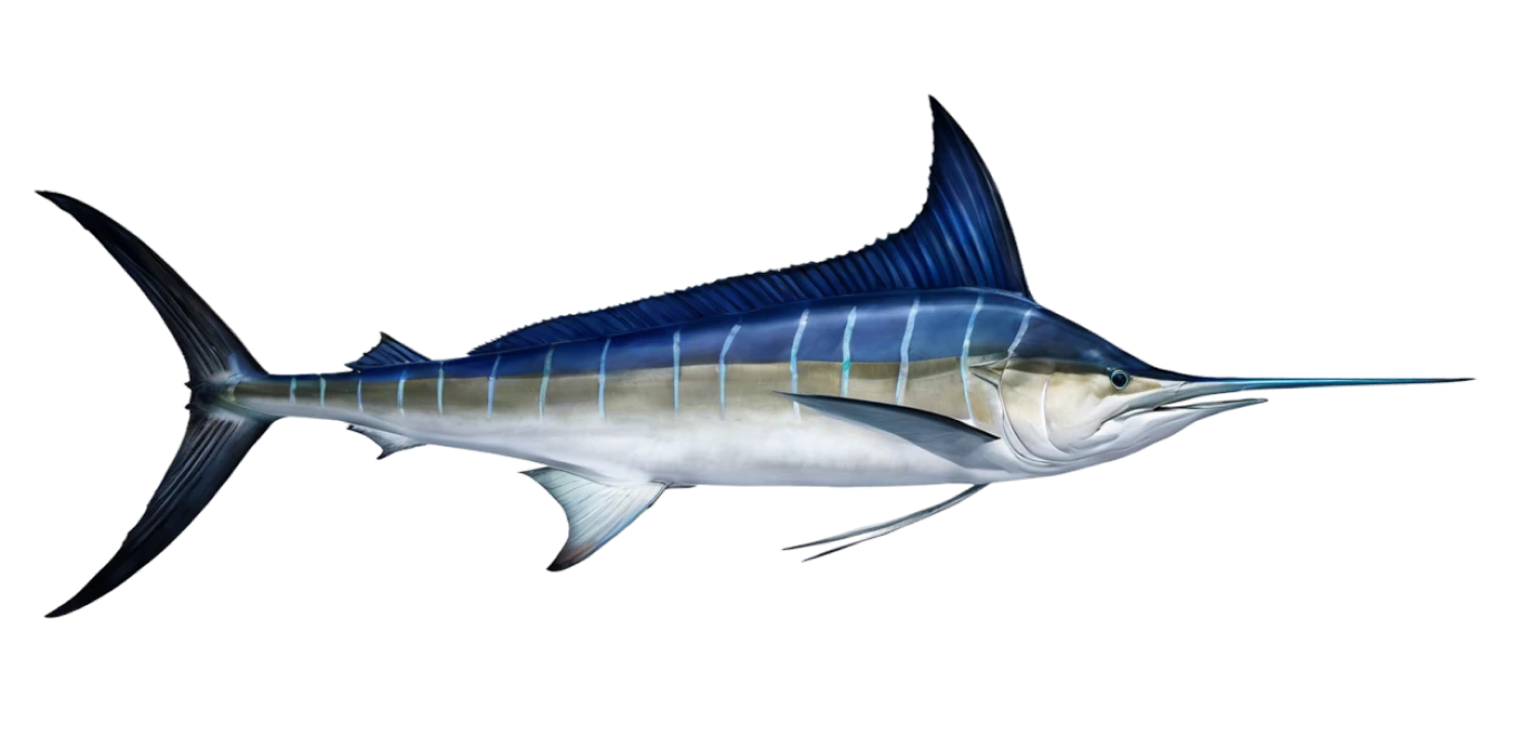 Striped Marlin