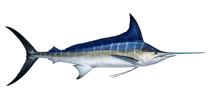 Striped Marlin