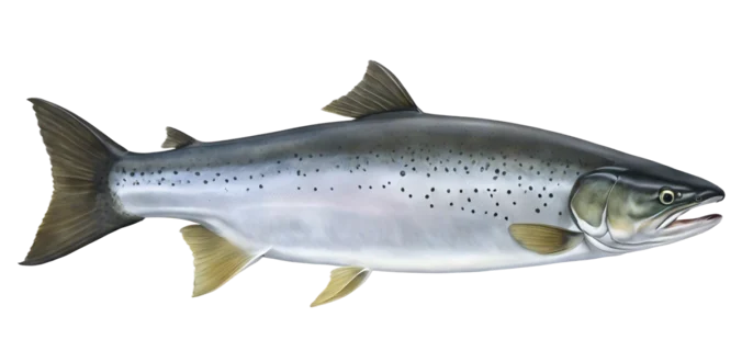 Coho Salmon