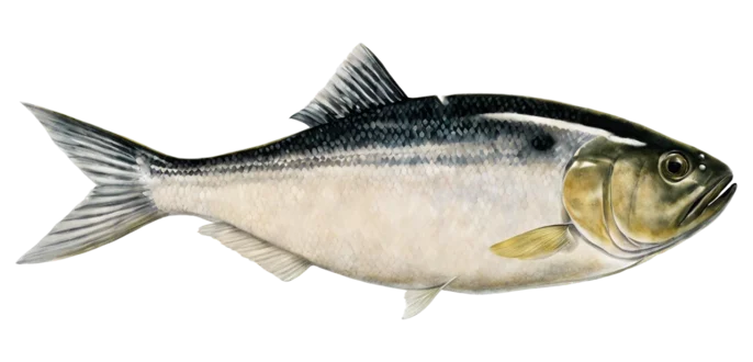 Menhaden