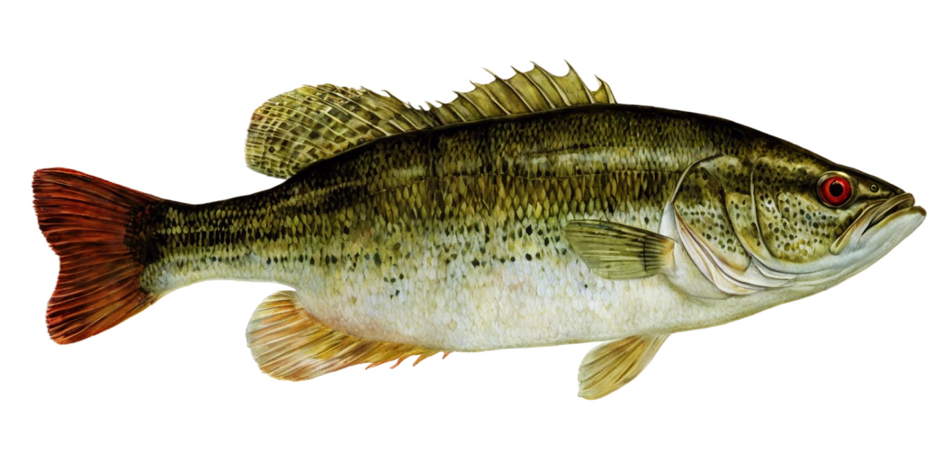 Redeye Bass