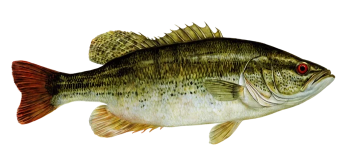 Redeye Bass
