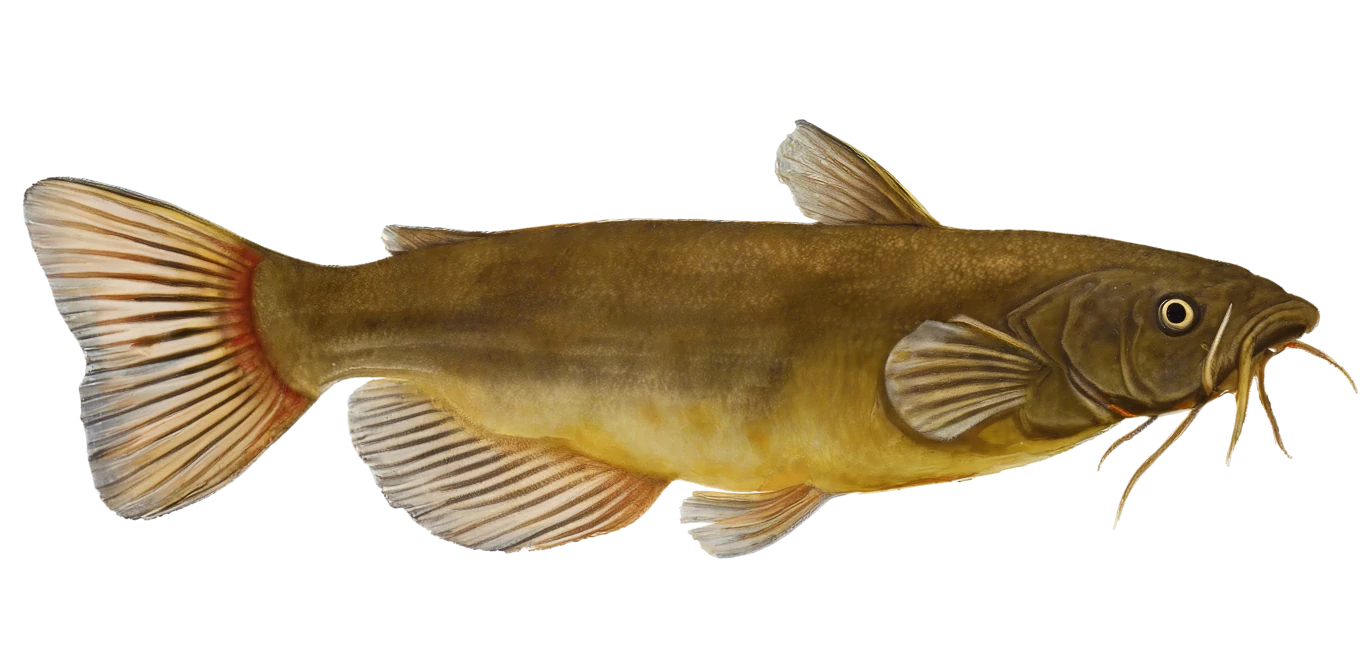 Yellow Bullhead