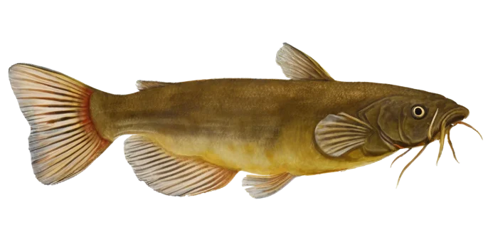 Yellow Bullhead