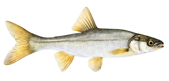 Roundtail Chub