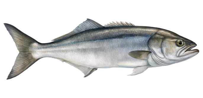 Bluefish