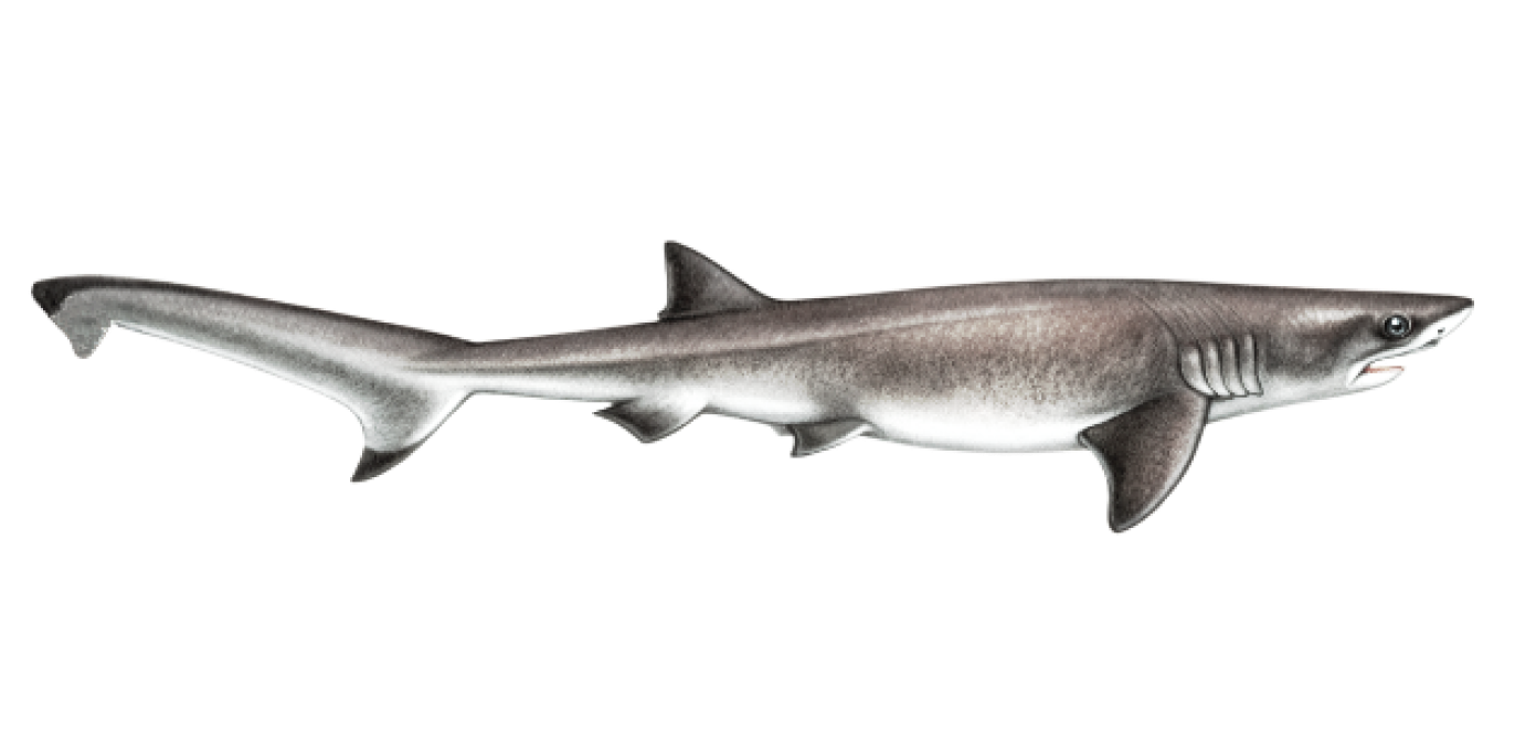 Sevengill shark