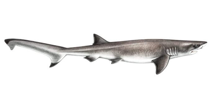 Sevengill shark