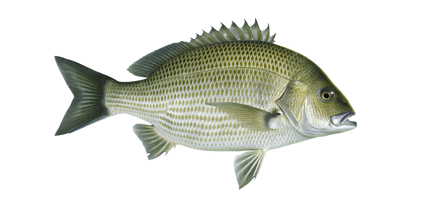 Southern black bream