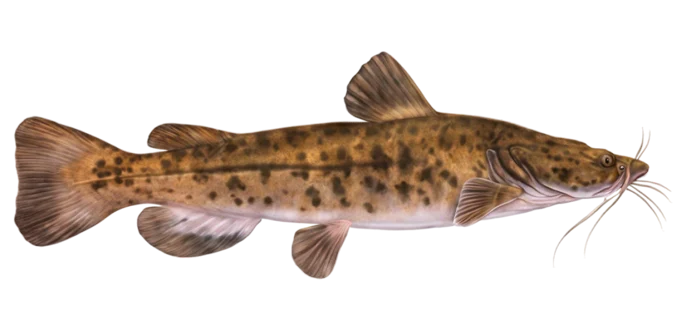 Flathead Catfish