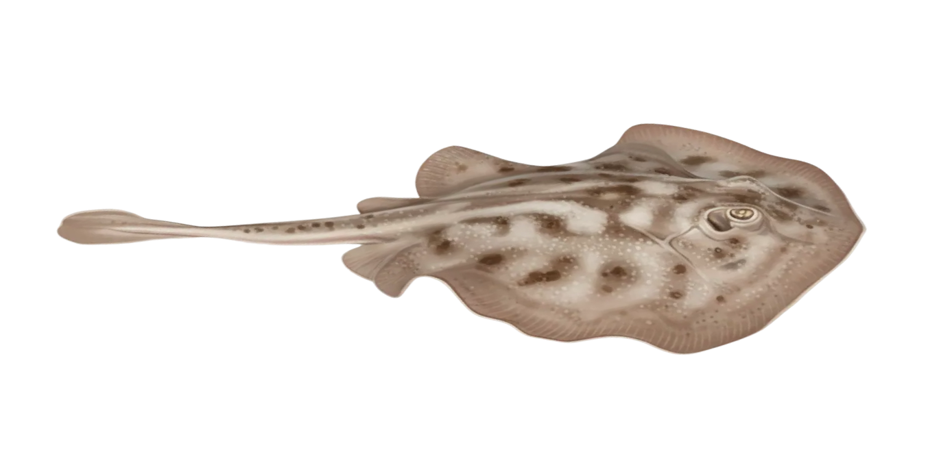 Round stingray