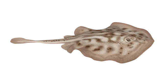 Round stingray