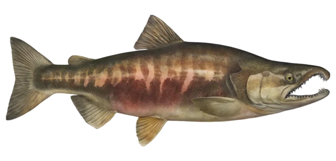 Chum Salmon