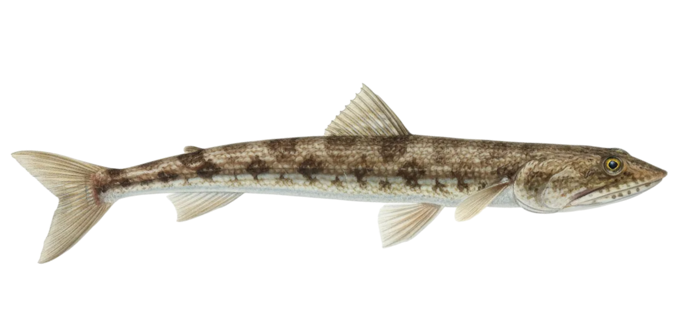 Inshore lizardfish