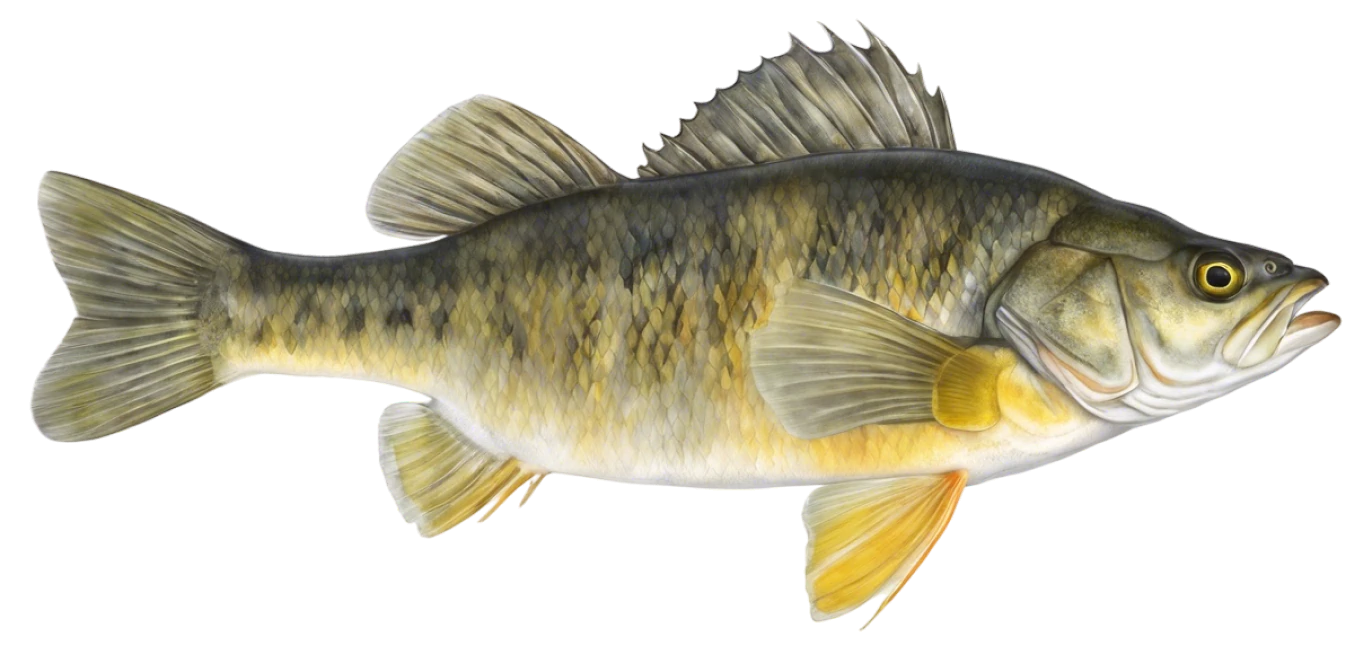 Yellow Perch