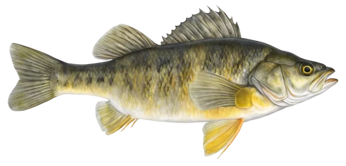 Yellow Perch