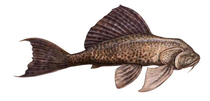 Suckermouth Catfish