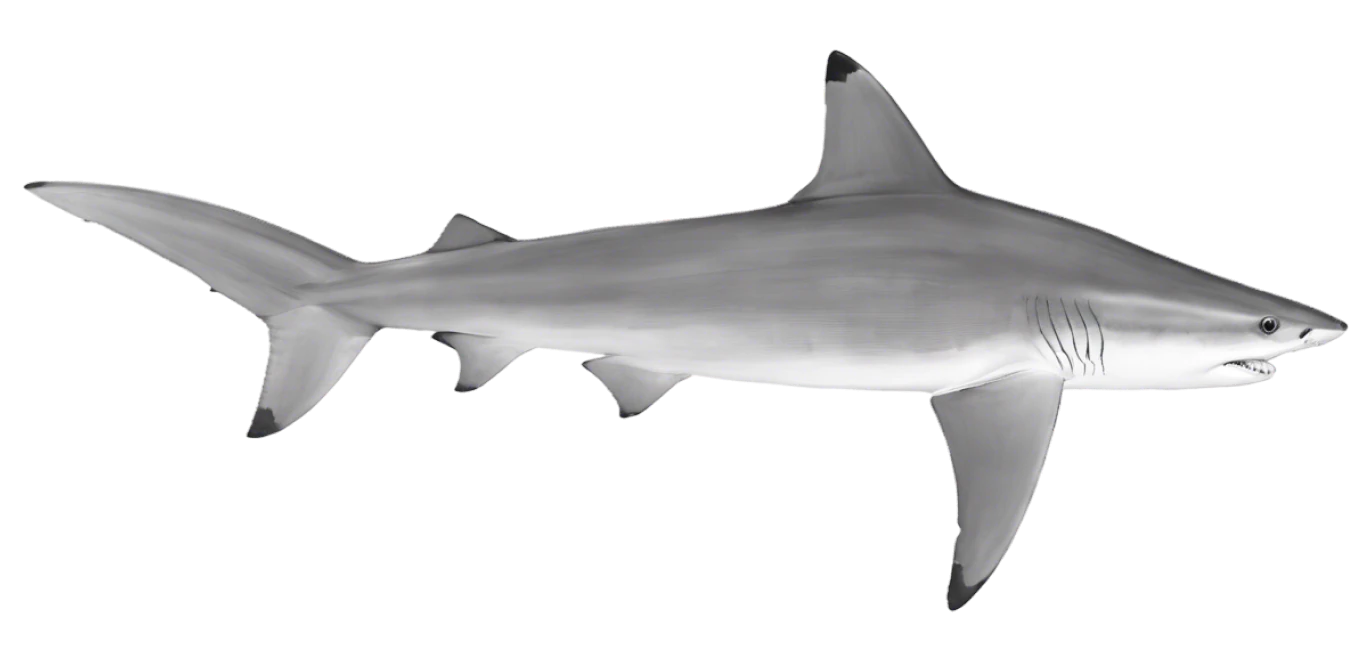 Blacktip Shark