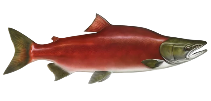 Sockeye Salmon