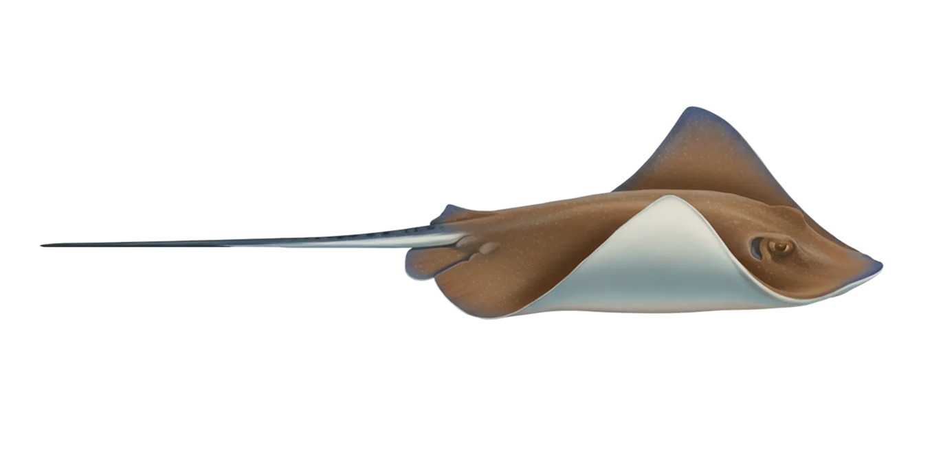 Southern stingray