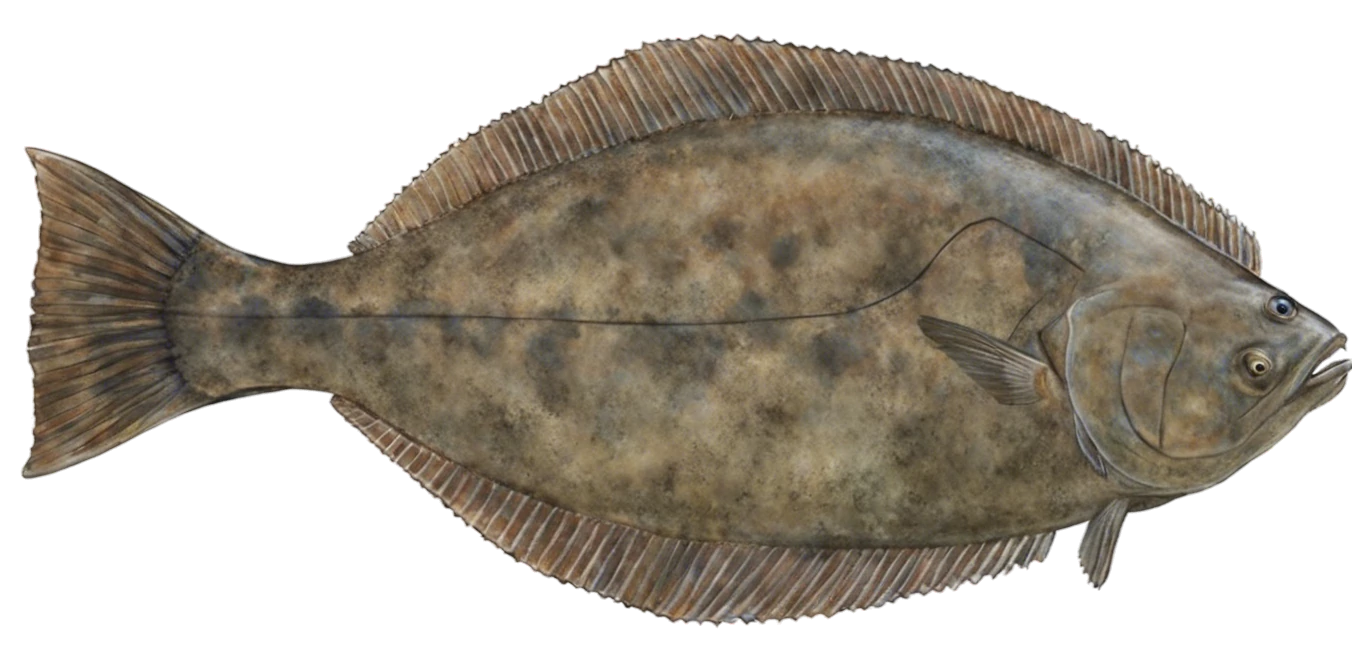 California Halibut