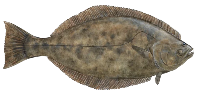 California Halibut