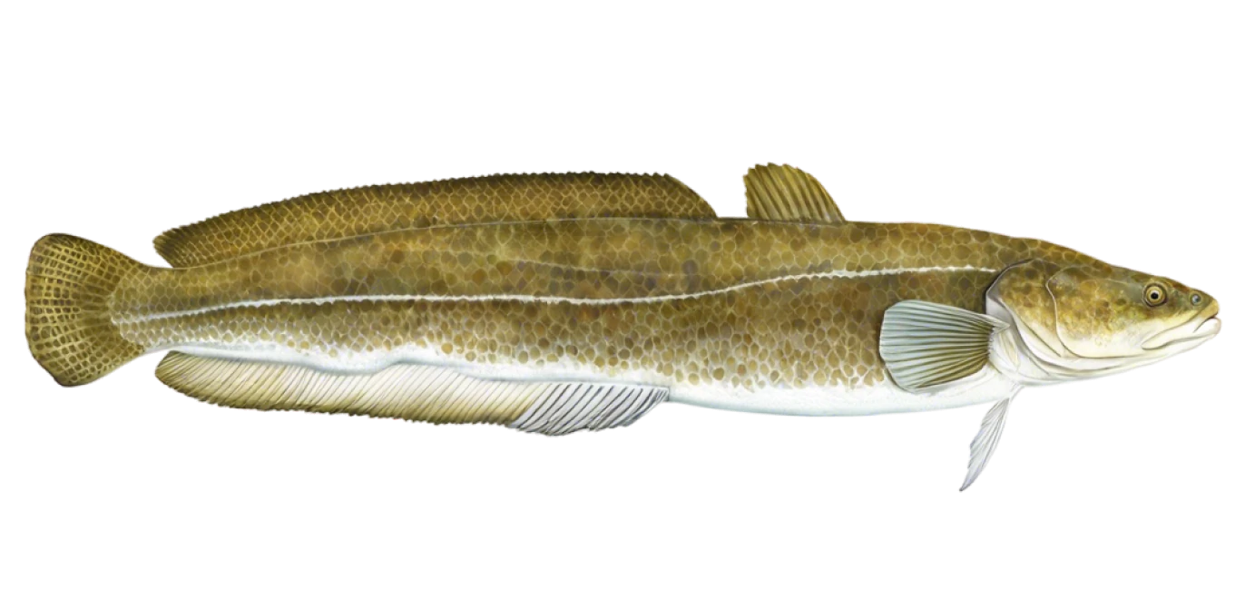 Burbot