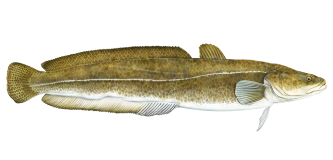 Burbot