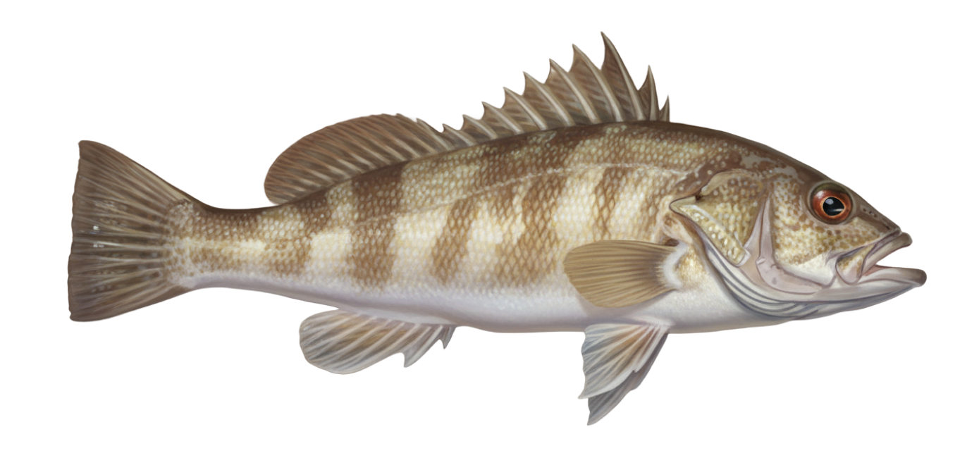 Barred sand bass