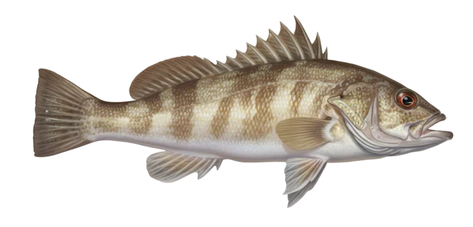 Barred sand bass