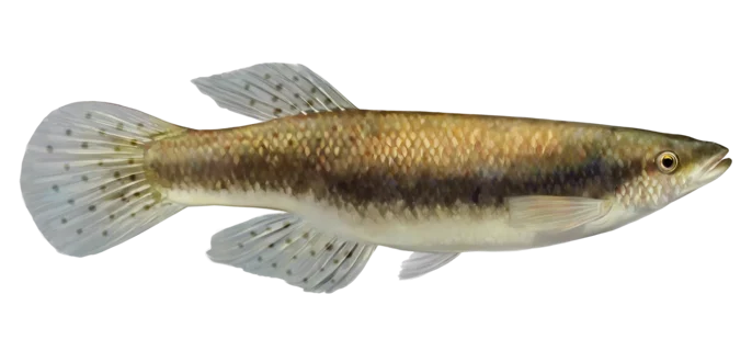 Blackstripe Topminnow