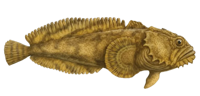 Oyster toadfish