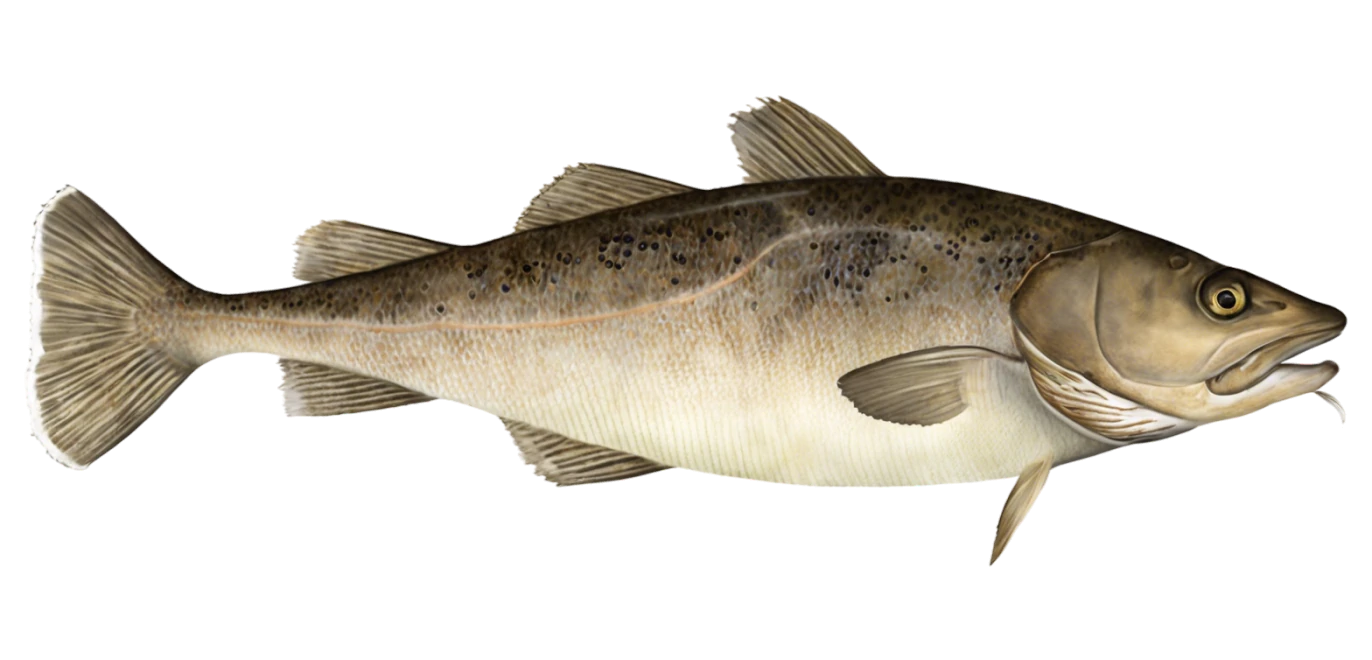 Pacific Cod