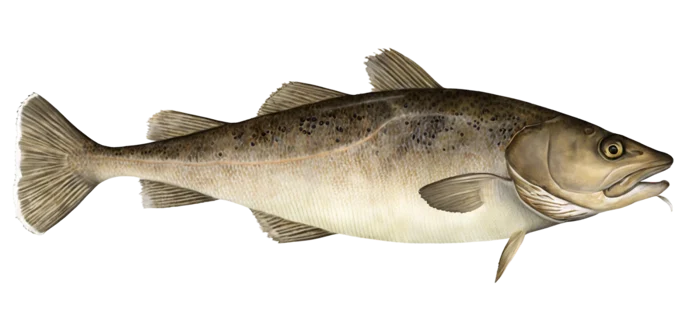 Pacific Cod
