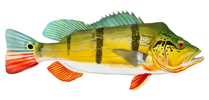 Butterfly Peacock Bass
