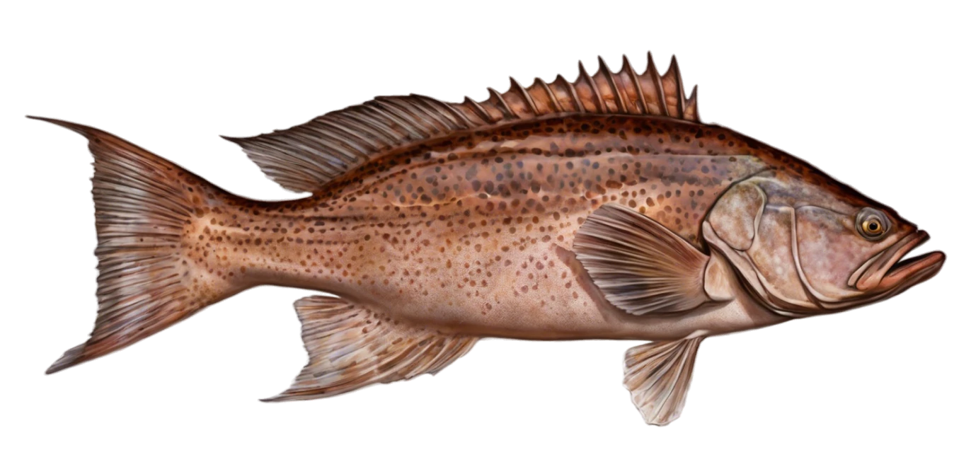 Scamp Grouper