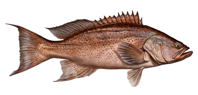 Scamp Grouper