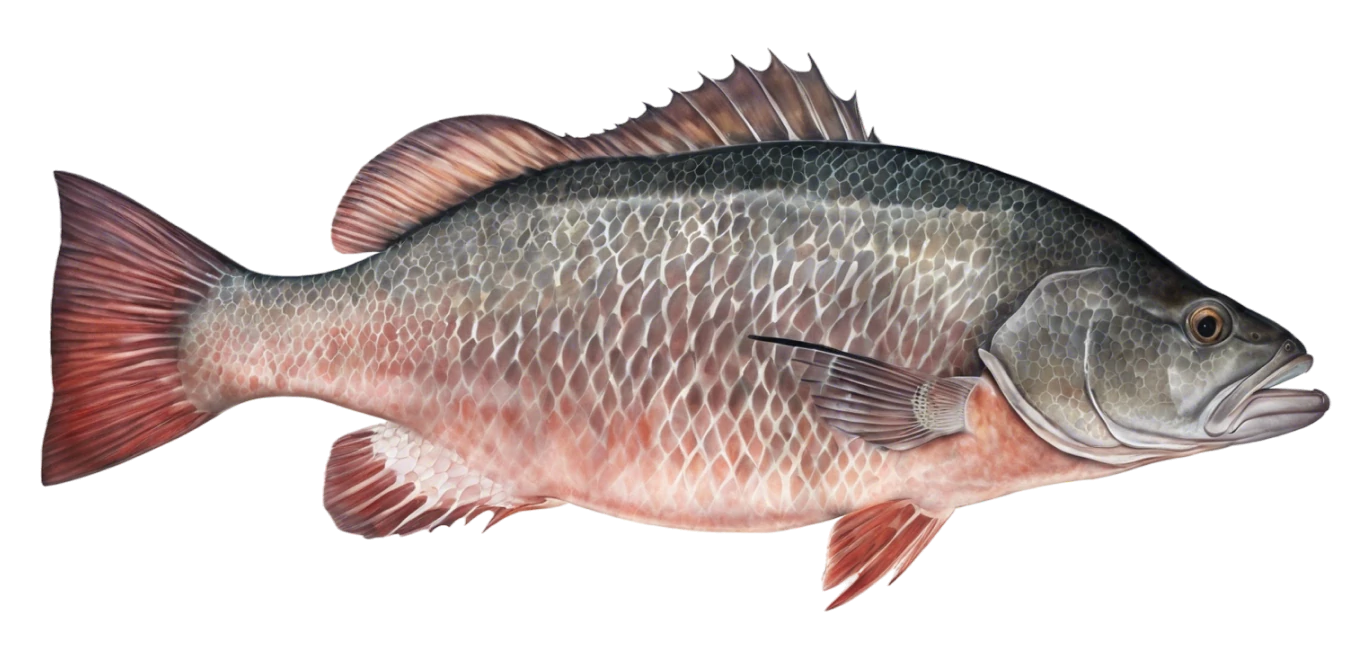 Cubera Snapper