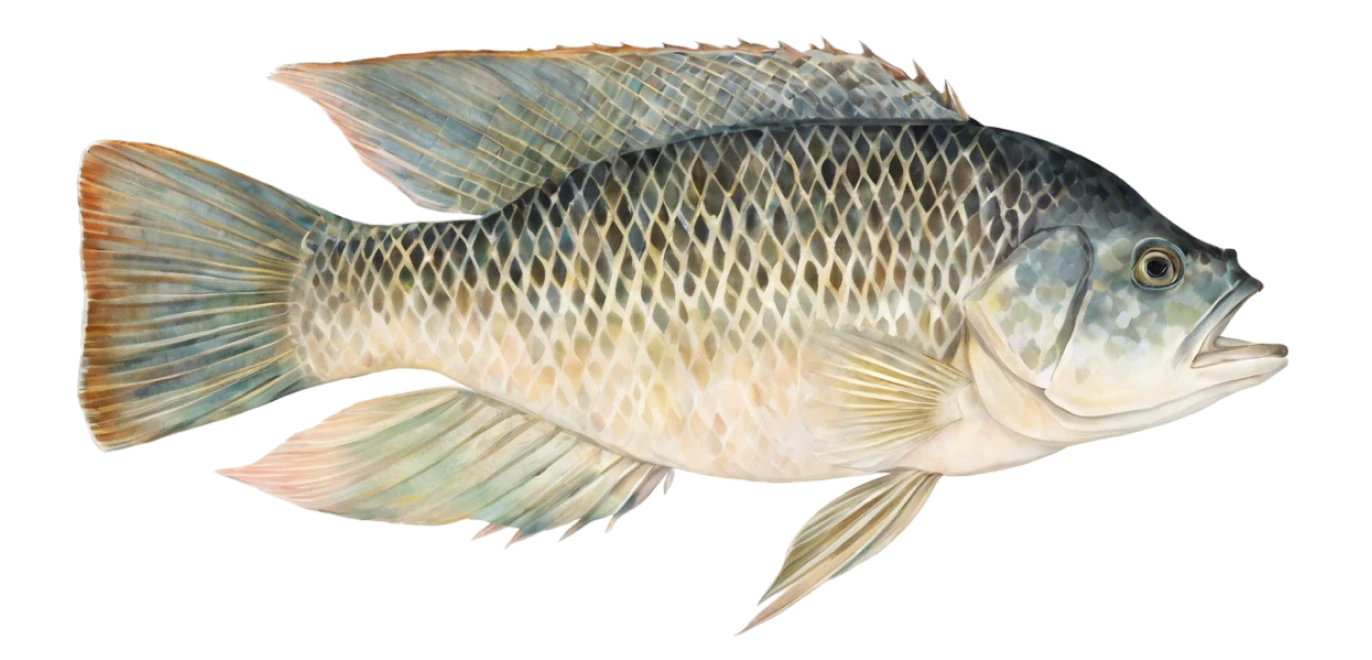 Mozambique Tilapia