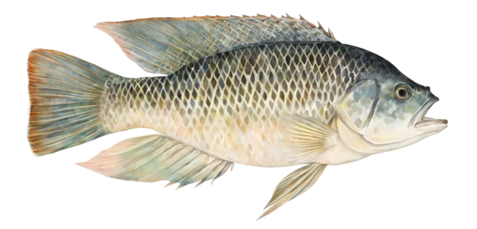 Mozambique Tilapia