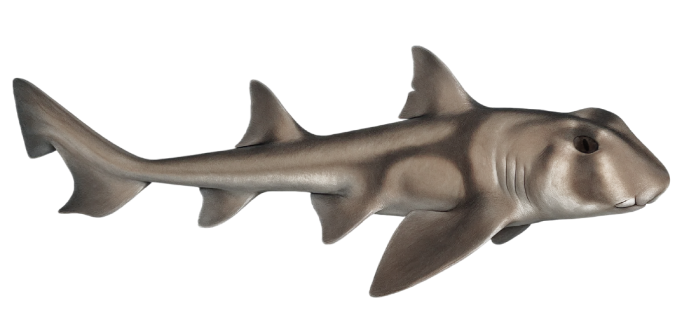 Port Jackson Shark