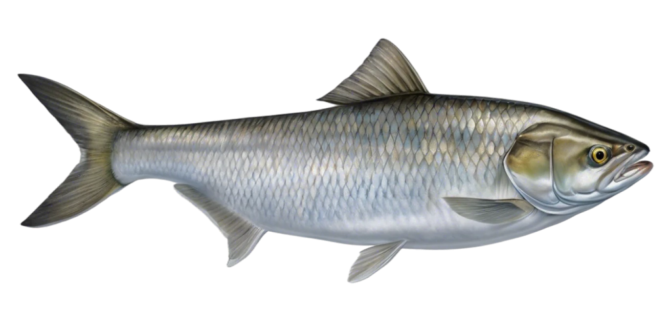 American Shad