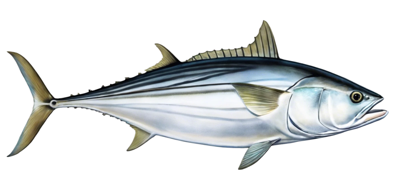 Black Skipjack