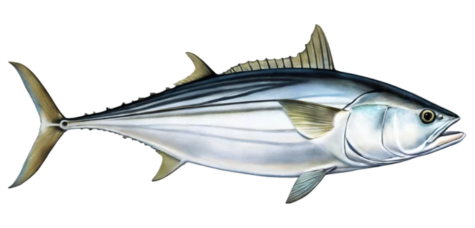 Black Skipjack