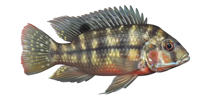 Redbreast tilapia